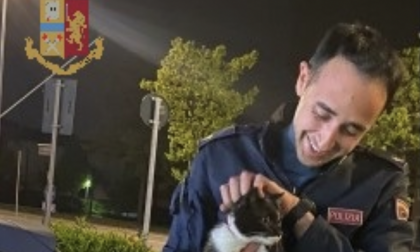 Gattino scappa e vaga per giorni: recuperato dalla Polizia