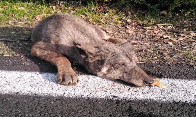 Messo in sicurezza un lupetto ferito a bordo strada