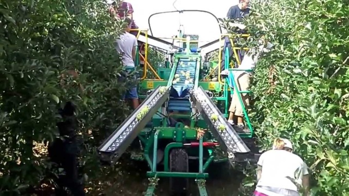 Raccolta della frutta: l’annata promette bene, ma mancano gli operai