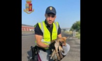 Cucciolo di volpe ferito in autostrada: salvato dalla Polizia Stradale
