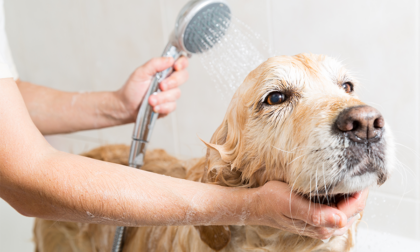 Fare il bagno al cane: cosa sapere?
