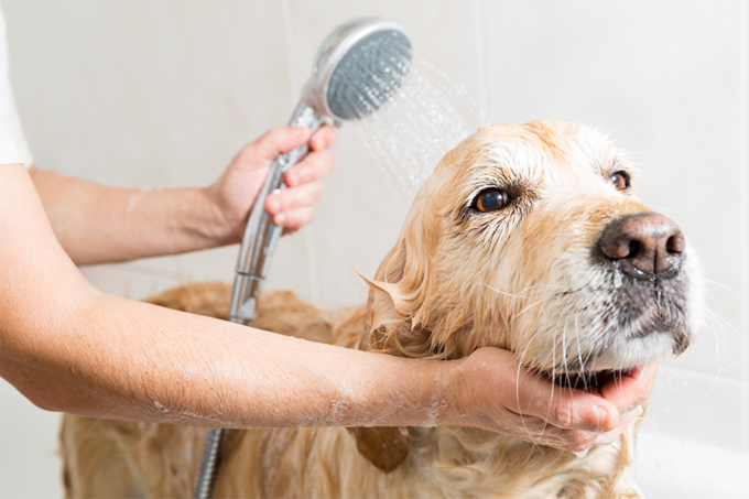 Fare il bagno al cane: cosa sapere?
