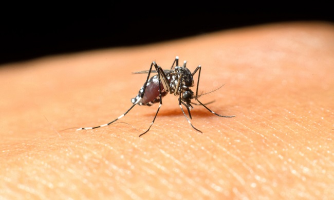 West Nile, rilevato il primo caso di malattia a Modena