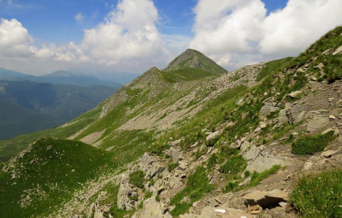 Greggi “importati” nel Parco nazionale dell’Appennino: scattate le prime denunce