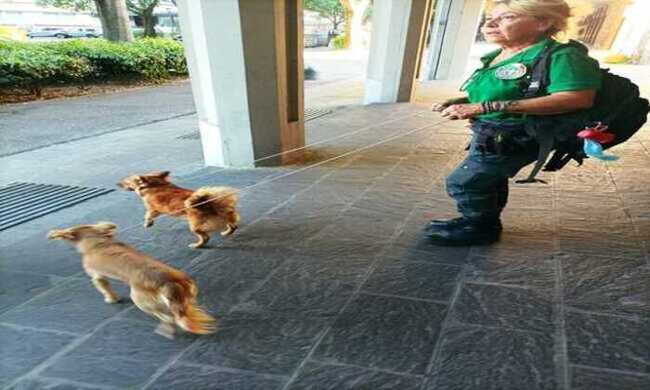 Vanno in ferie e lasciano i cani da soli sul balcone: denunciata una coppia