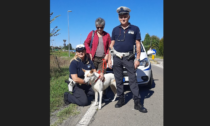 Neve, la cagnolina reggiana salvata a Modena dalla Polizia Locale