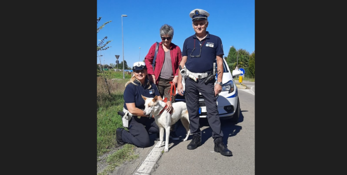 Neve, la cagnolina reggiana salvata a Modena dalla Polizia Locale