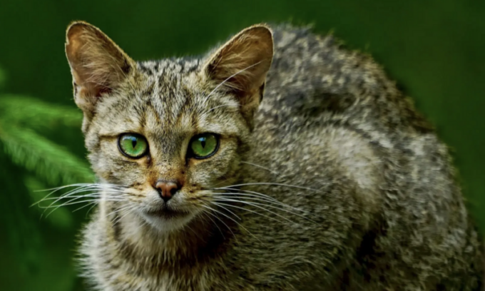 Avvistato sull’Appennino Modenese un raro esemplare di gatto selvatico