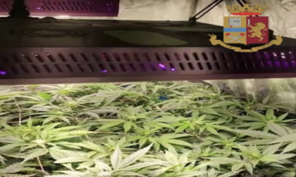 In casa una serra con 21 piante di marjuana: arrestato un 31enne di Bomporto