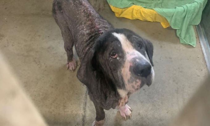 Salvato un cane maltrattato dalla padrona e in condizioni igienico-sanitarie precarie