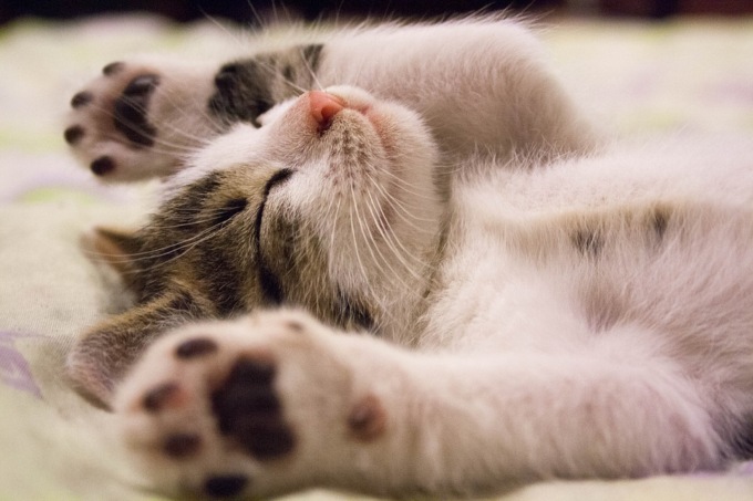 A Modena arriva la serata gatti, un particolare incontro su come gestire i felini in città