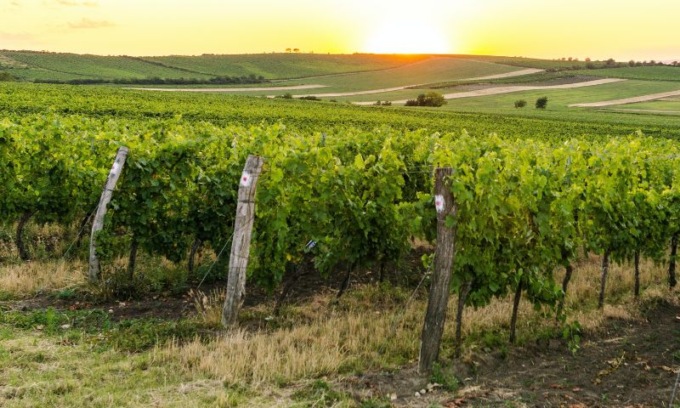 Gelate tardive, in Emilia-Romagna a rischio le produzioni agricole