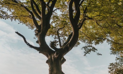 Sassuolo, abbattimento degli alberi: il sindaco fa chiarezza