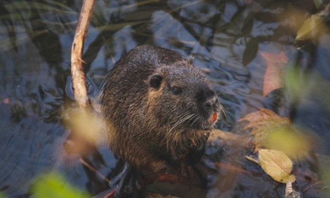 Giustizia per Ciccio, la nutria uccisa a Castelnuovo Rangone: il Tribunale di Modena ferma l’archiviazione