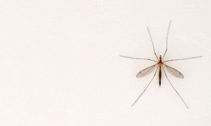 Zanzare e rischio malattie, a Sassuolo attività di prevenzione