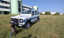 Polizia Locale, il cane “Pit” fiuta altra droga in viale Newton