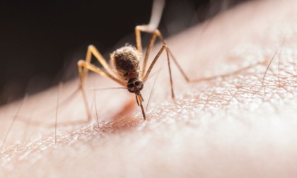 West Nile, rilevato il virus a Concordia sulla Secchia