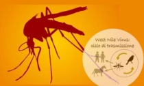 Regione assicura: nessun rischio donazione sangue per la West Nile