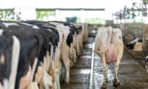 Incidente sul lavoro: 37enne colpito dalla testata di un toro in un'azienda agricola (e per fortuna che non aveva le corna)