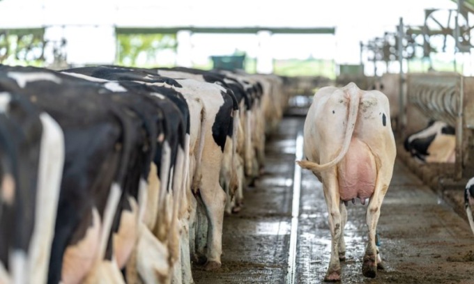 Incidente sul lavoro: 37enne colpito dalla testata di un toro in un’azienda agricola (e per fortuna che non aveva le corna)