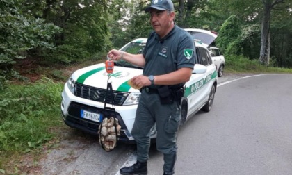 Raccolta funghi: diverse ispezioni da parte della Polizia Provinciale