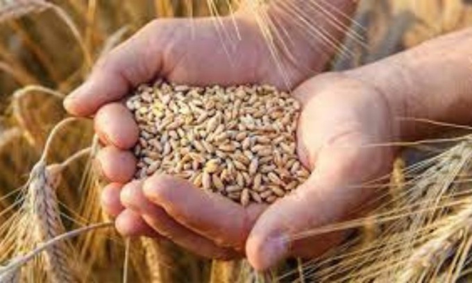 Troppe speculazioni sul grano: a rischio la nostra produzione