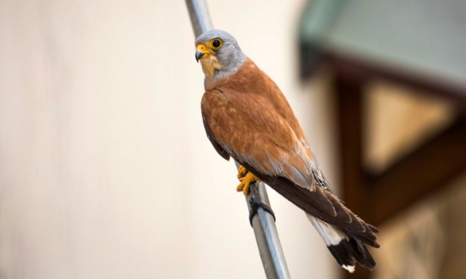 Un convegno sulla presenza del Falco Grillaio nel nostro territorio