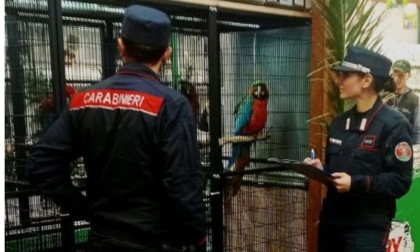Commercio animali esotici: controlli e denunce da parte dei Carabinieri