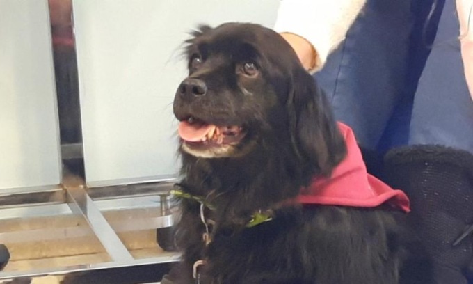 La Pet Therapy in soccorso degli ammalati da Sclerosi Sistemica e Fibrosi Polmonare