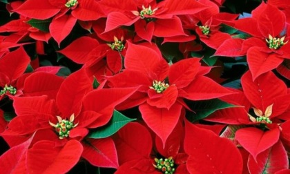 Fiori e piante di Natale: i prezzi e le vendite sono stabili