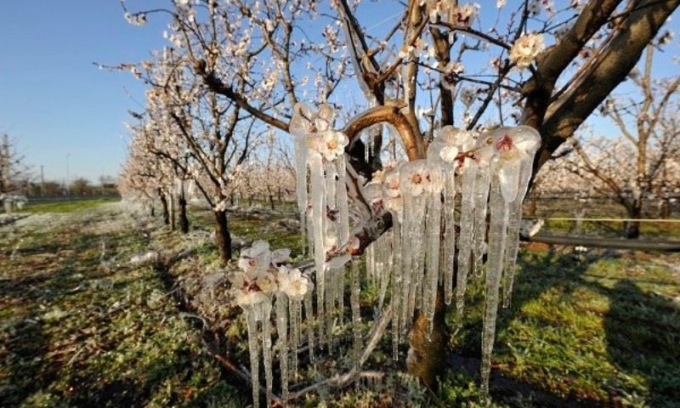 Gelate primaverili: al via il bando per i risarcimenti