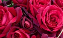 Un fiore per San Valentino: resiste la rosa rossa ma i giovani (ora) preferiscono regalare il tulipano