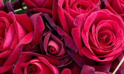 Un fiore per San Valentino: resiste la rosa rossa ma i giovani (ora) preferiscono regalare il tulipano