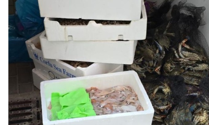 Pesce di dubbia provenienza sequestrato a Vignola