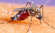 Torna l'emergenza zanzara tigre: disposti una serie di interventi