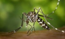 Zanzare, riparte la campagna contro la proliferazione