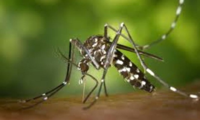 Rilevato un sospetto caso di arbovirosi