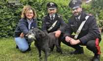 Carabinieri salvano cane intrappolato dal fango