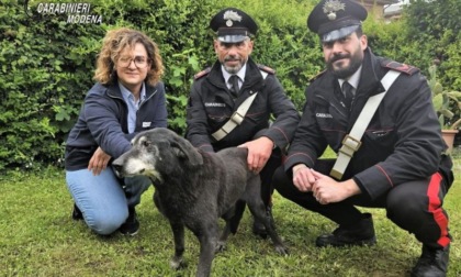 Carabinieri salvano cane intrappolato dal fango