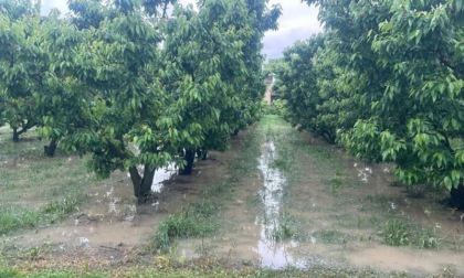 Pesanti danni nella raccolta dei duroni e delle morette