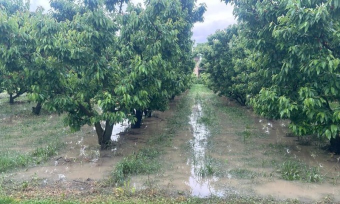 Pesanti danni nella raccolta dei duroni e delle morette
