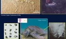 Studio Unimore: ecco perchè le tartarughe marine mangiano le pietre