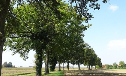 Una banca dati online per tutti gli alberi monumentali del modenese