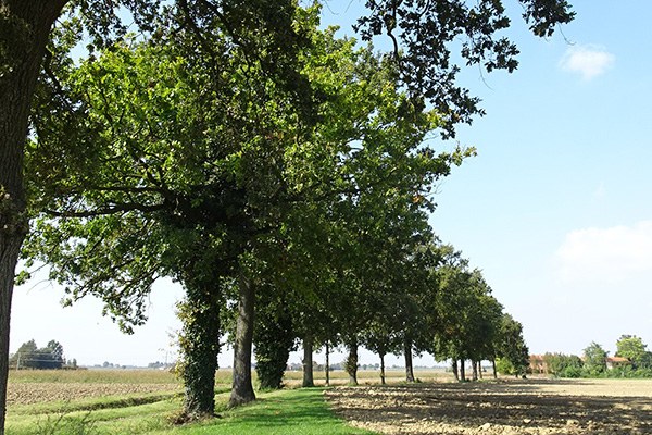 Una banca dati online per tutti gli alberi monumentali del modenese