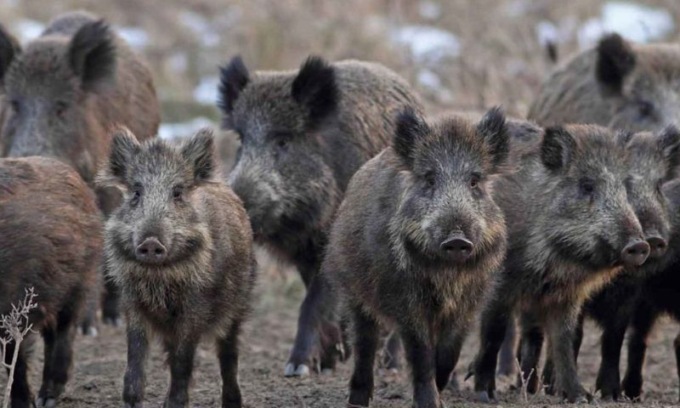 Contro l’aumento dei cinghiali sit in di protesta davanti alla Regione
