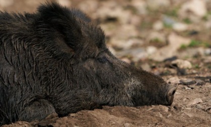 Presentato un nuovo regolamento contro la peste suina e i danni da ungulati