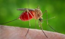 Registrato il primo caso di West Nile