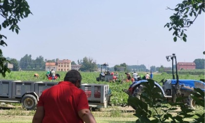Lavoro agricolo: campagna di sensibilizzazione di Flai Cgil contro sfruttamento, caporalato e colpo di calore