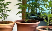 Sorpreso a coltivare Cannabis: denunciato all’Autorità Giudiziaria