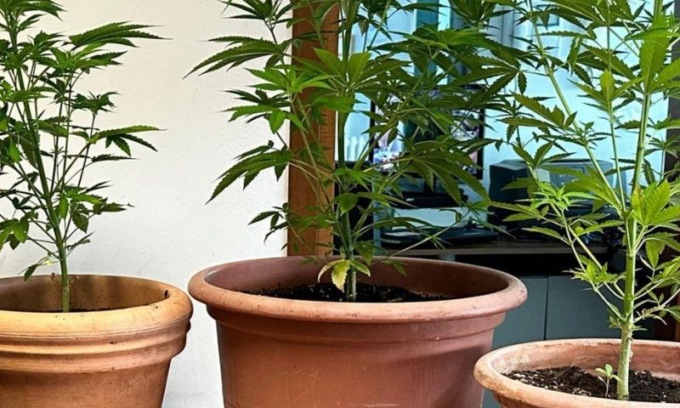 Sorpreso a coltivare Cannabis: denunciato all’Autorità Giudiziaria